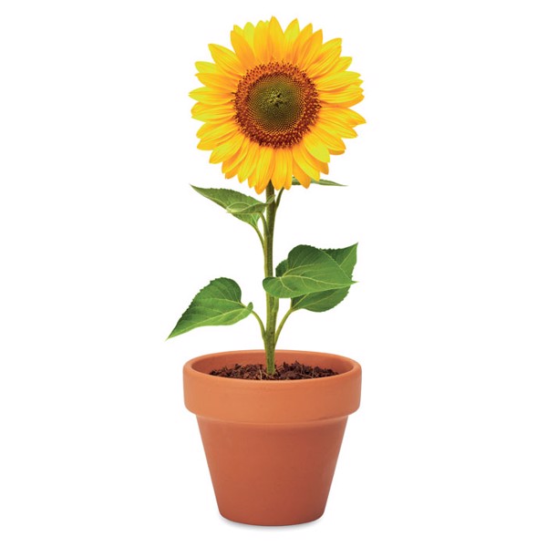 MB - Terracotta pot sunflower
