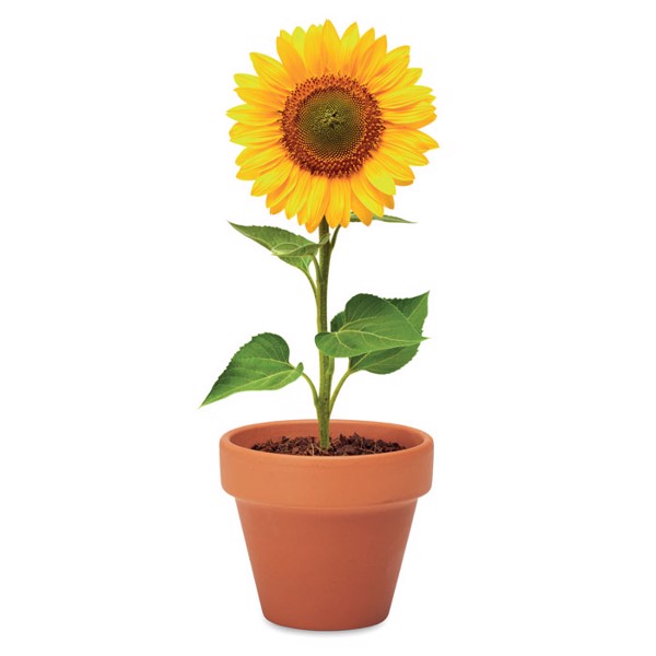 Terracotta pot sunflower seeds, 60x55x50 mm