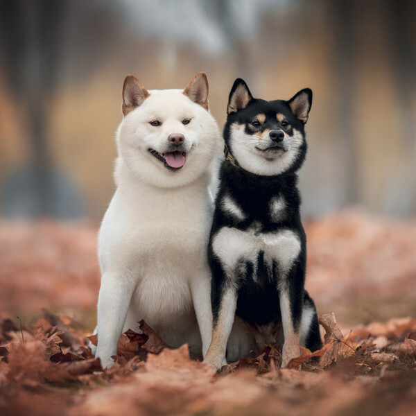 Notique Poznámkový Kalendář Happy Doge 2027, 30 x 30 cm - Východní
