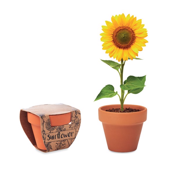Terracotta-Topf Sonnenblume Sunflower