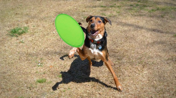 Frisbee Watson - Branco