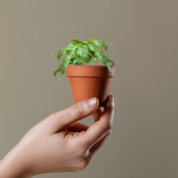 VASO BASIL
