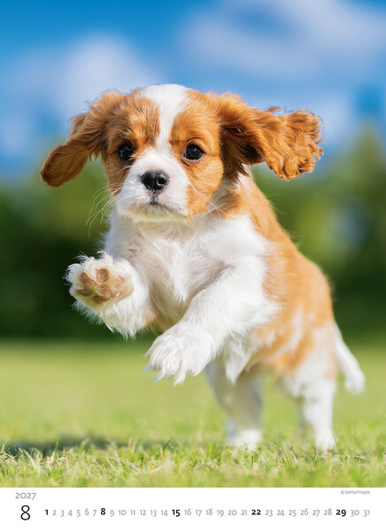 Calendar Puppies