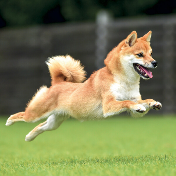 Notique Poznámkový Kalendář Happy Doge 2027, 30 x 30 cm - Východní