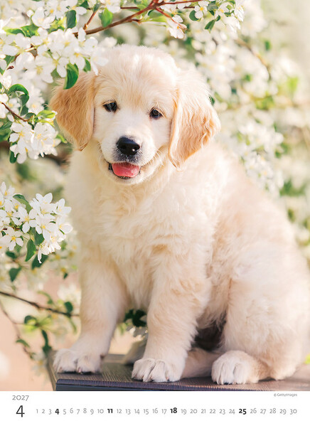 Calendar Puppies
