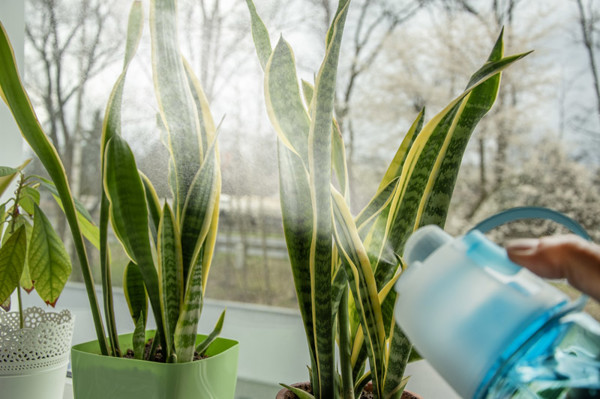 Sprinkler bottle SPRAY 600 ml