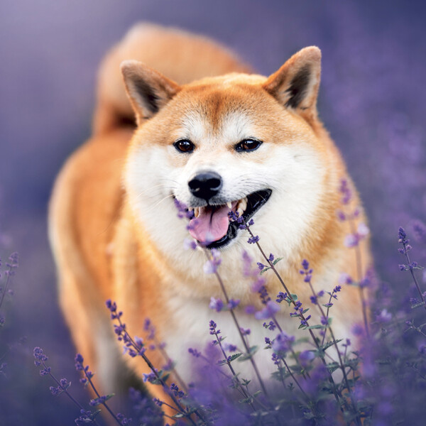 Notique Poznámkový Kalendář Happy Doge 2027, 30 x 30 cm - Východní