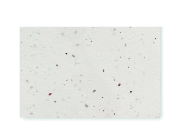 Wildflower seed business card. Asida