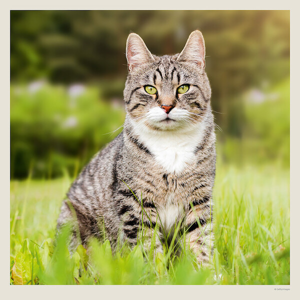 Calendar Cats