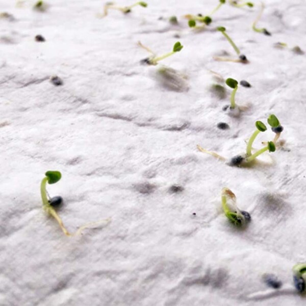 A6 plantable seed paper in your design. 8 different seed options available! - Carrots