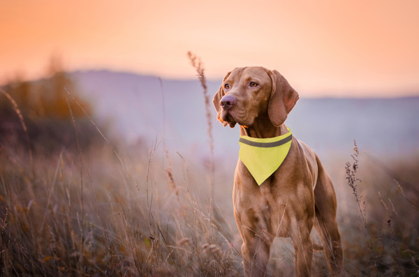 Reflective Dog's Collar Lurex