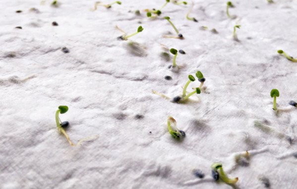 Papel sementes de flores A5 Aside