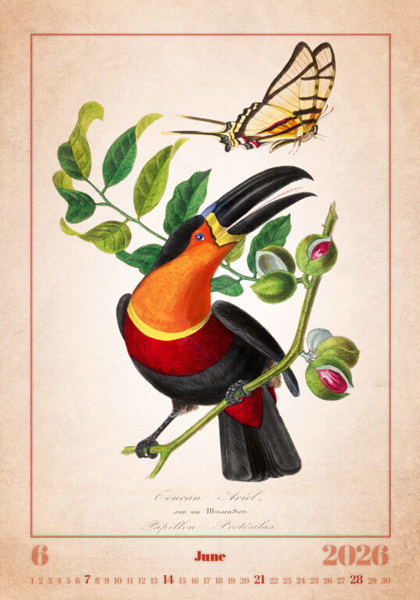 Nástěnný kalendář Aviarium 2026