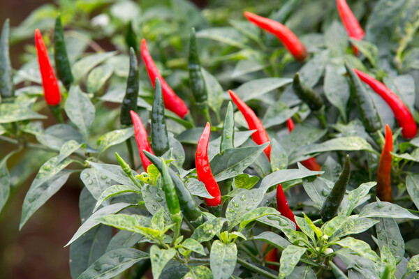 Kraft paper envelop with your choice seeds - Chili Pepper