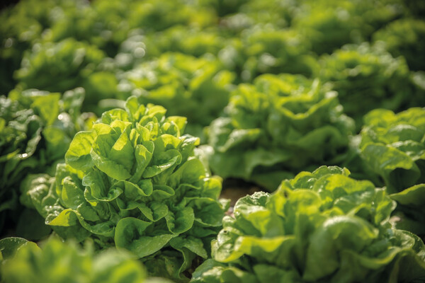 Terracotta pot (available in 4 sizes) with your choice seed and custom packaging - Ø4,8/H4 cm / Lettuce Mix