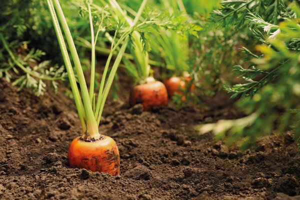 A6 plantable seed paper in your design. 8 different seed options available! - Carrots