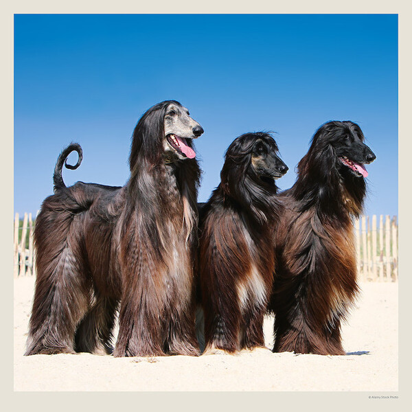 Calendar Dogs