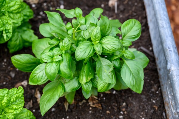 Terracotta pot (available in 4 sizes) with your choice seed and custom packaging - Ø11,5/H10 cm / Basil