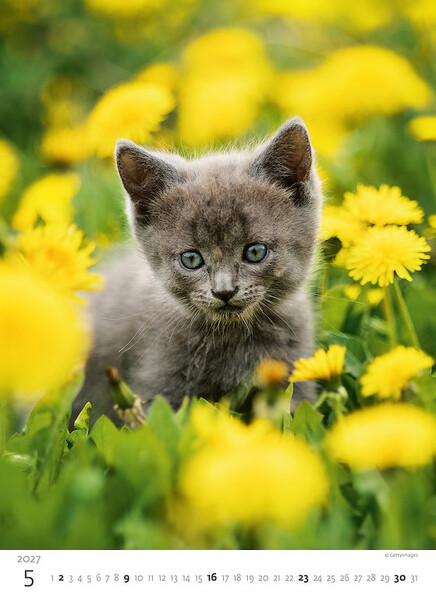 Calendar Kittens