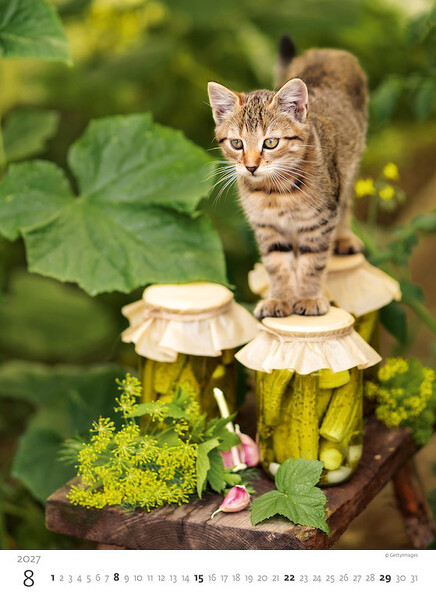 Calendar Kittens