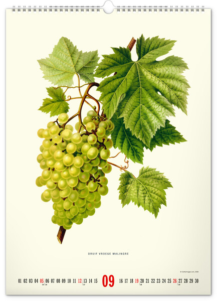 Notique Nástěnný Kalendář Vintage Plakáty – Herbář 2027, 33 x 46 cm