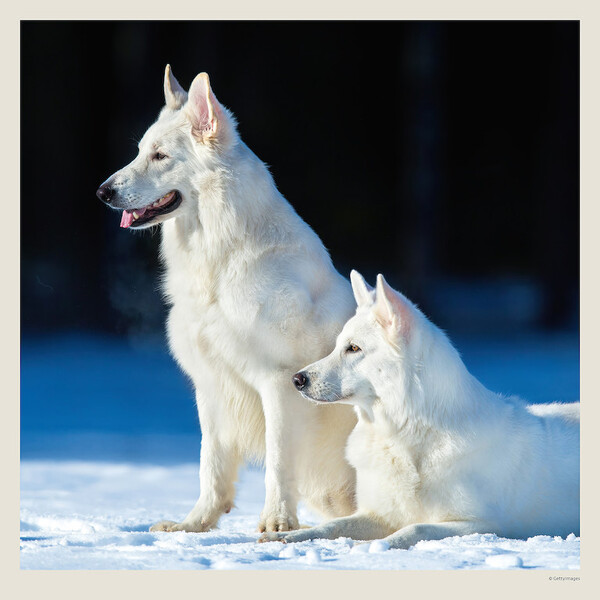 Calendar Dogs