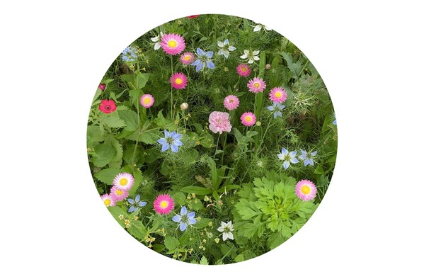 Seed bags dried flowers 4 gram