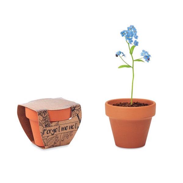 Terracotta pot 'forget me not'