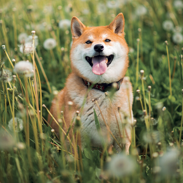 Notique Poznámkový Kalendář Happy Doge 2027, 30 x 30 cm - Východní
