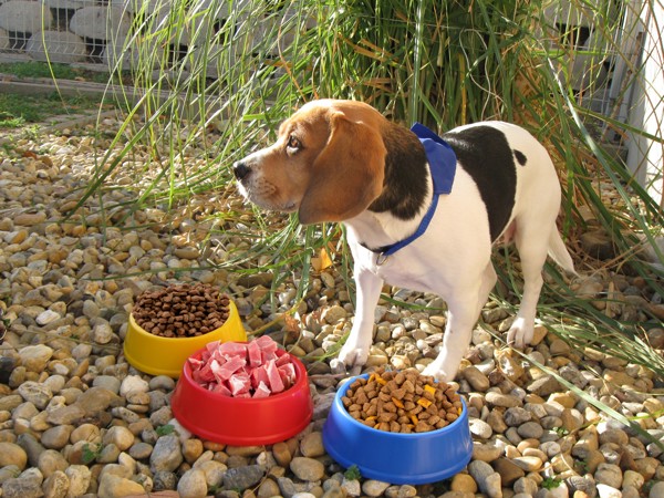 Dog Bowl Puppy - Yellow