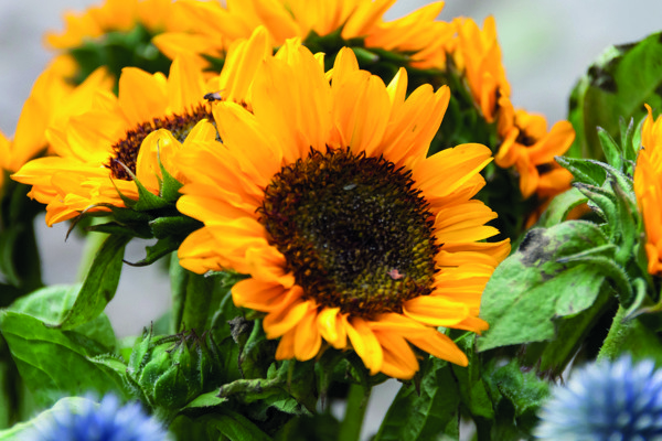 Girasol sunflower seeds, 105x65 mm envelope