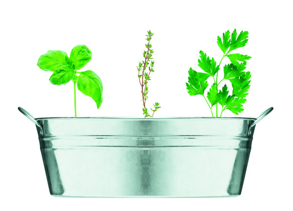Zinc tub herb garden set, basil, thyme, parsley