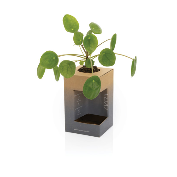 Avira Alya RCS Re-steel tumbler 300ML - Turquoise