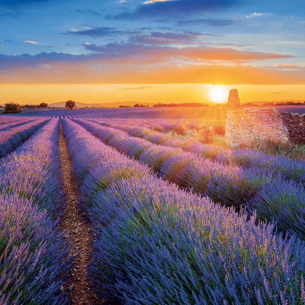 Notique Poznámkový Kalendář Provence 2027, 30 x 30 cm - Východní
