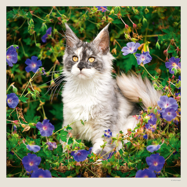 Calendar Cats