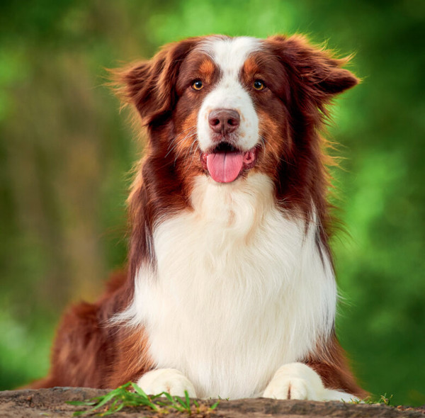 Planning wall planning calendar Dogs 2025