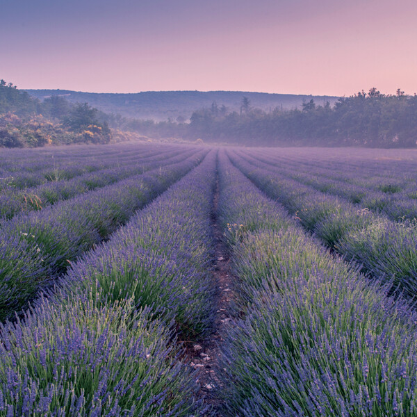 Notique Poznámkový Kalendář Provence 2027, 30 x 30 cm - Východní