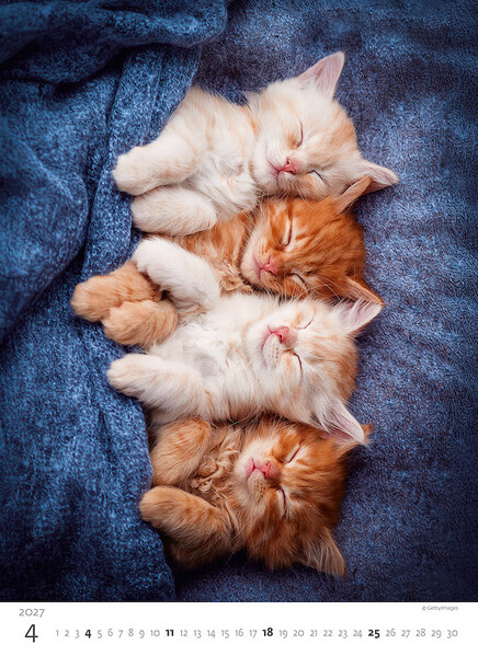 Calendar Kittens