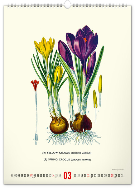 Notique Nástěnný Kalendář Vintage Plakáty – Herbář 2027, 33 x 46 cm