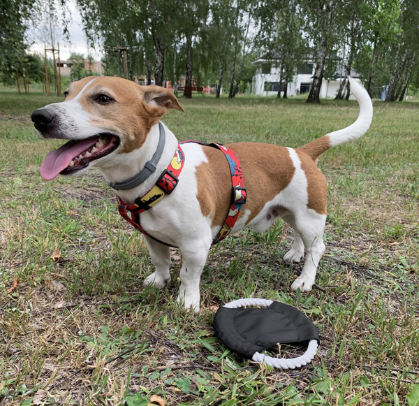Dog frisbee RINGO - black