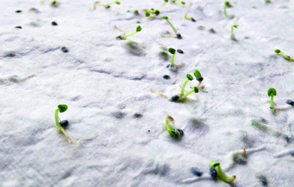 Wildflower seed business card. Asida