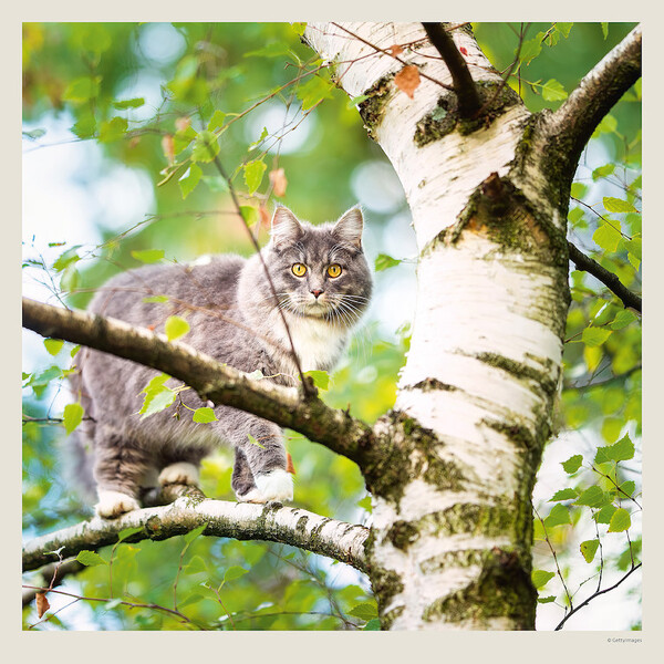 Calendar Cats