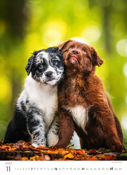 Calendar Puppies