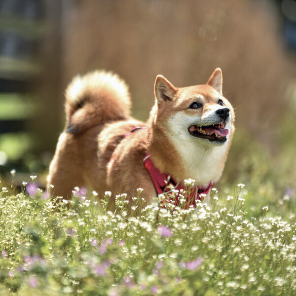 Notique Poznámkový Kalendář Happy Doge 2027, 30 x 30 cm - Východní