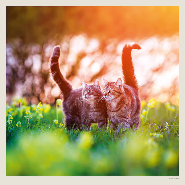 Calendar Cats