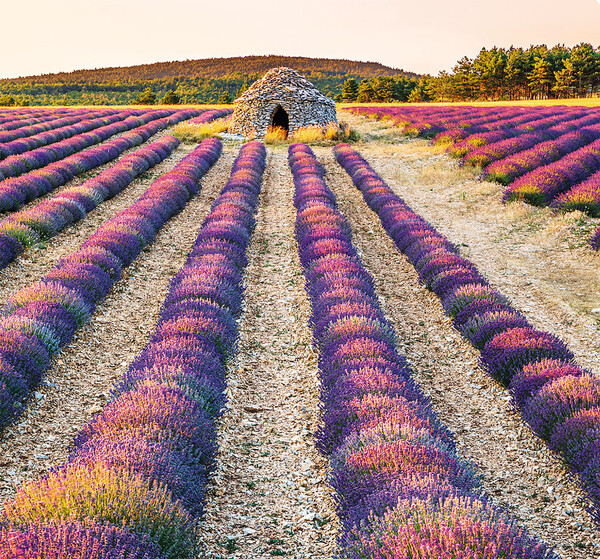 Nástěnný kalendář Provence vázanka 12 x 48 cm