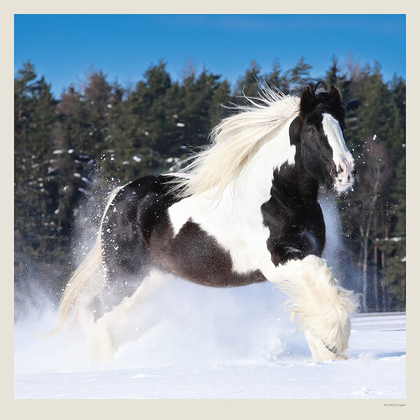 Calendar Horses
