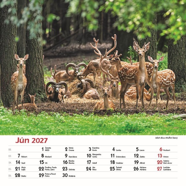Nástenný Kalendár Les A Jeho Príbehy 2027