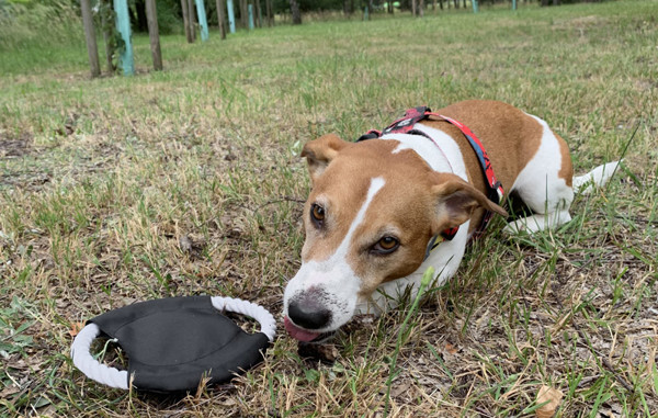 Dog frisbee RINGO - black