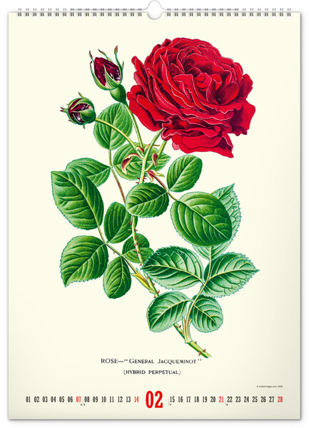 Notique Nástěnný Kalendář Vintage Plakáty – Herbář 2027, 33 x 46 cm
